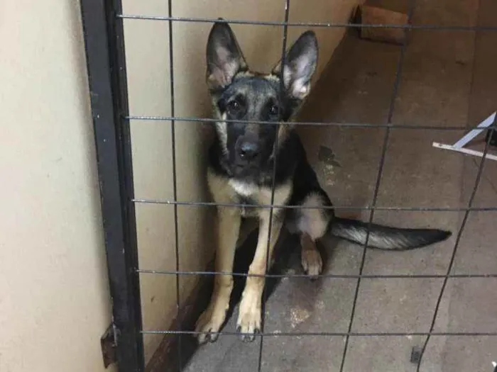 Cachorro ra a Pastor Alemao idade 2 a 6 meses nome Diana