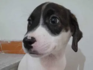 Cachorro raça SRD idade 2 a 6 meses nome Filhotes 2 meses 