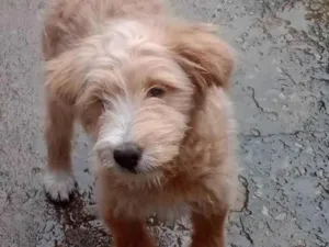 Cachorro raça Srd  idade 2 a 6 meses nome Filhote 5 meses