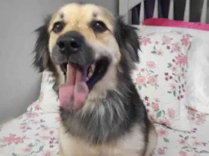 Cachorro raça Srd idade 2 anos nome Toby