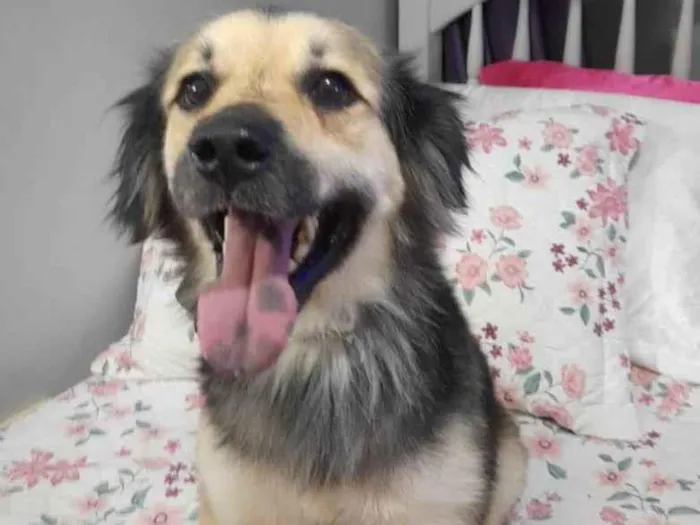 Cachorro ra a Srd idade 2 anos nome Toby