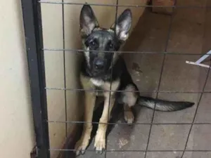 Cachorro raça Pastor Alemao idade 2 a 6 meses nome Diana