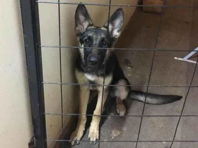 Cachorro ra a Pastor Alemao idade 2 a 6 meses nome Diana