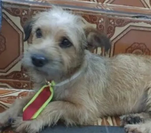 Cachorro ra a Mestiço  idade 7 a 11 meses nome Theo 
