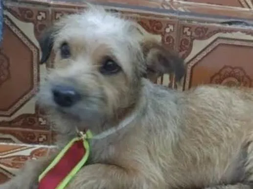 Cachorro ra a Mestiço  idade 7 a 11 meses nome Theo 