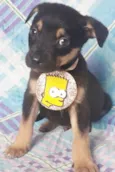 Cachorro raça SRD idade 2 a 6 meses nome BART