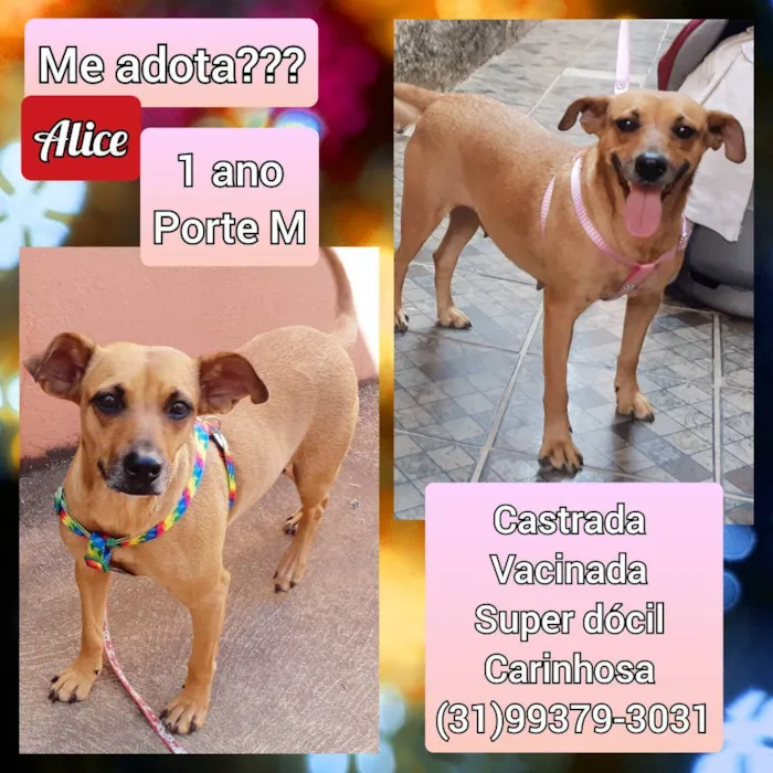 Cachorro raça SRD idade 1 ano nome Alice