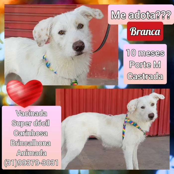 Cachorro raça SRD idade 7 a 11 meses nome Branca