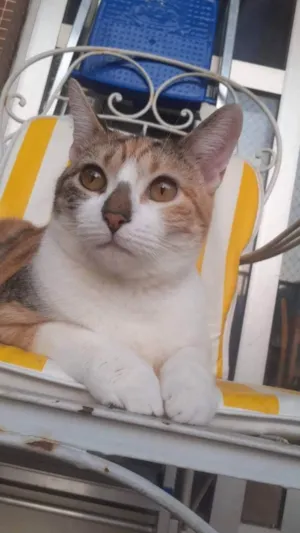 Gato raça SRD idade 7 a 11 meses nome Princesa