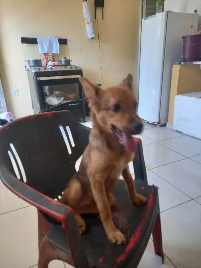 Cachorro ra a Não sei idade 2 a 6 meses nome Pavulagem