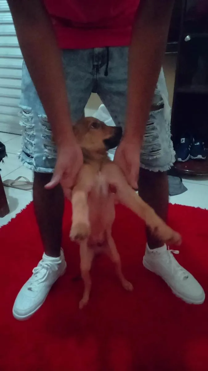 Cachorro ra a Não sei idade 2 a 6 meses nome Pavulagem