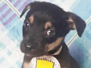 Cachorro raça SRD idade 2 a 6 meses nome BART