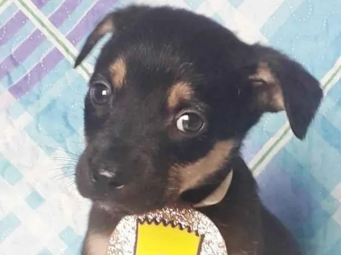 Cachorro raça SRD idade 2 a 6 meses nome BART
