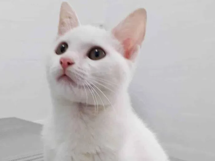 Gato raça SRD idade 2 a 6 meses nome MAYA