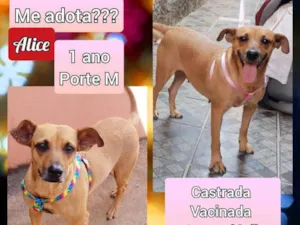 Cachorro raça SRD idade 1 ano nome Alice