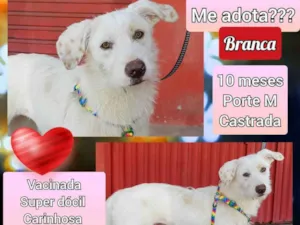 Cachorro raça SRD idade 7 a 11 meses nome Branca