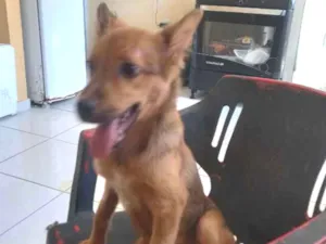 Cachorro raça Não sei idade 2 a 6 meses nome Pavulagem