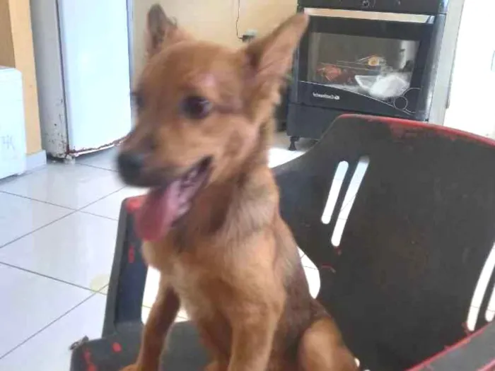 Cachorro ra a Não sei idade 2 a 6 meses nome Pavulagem