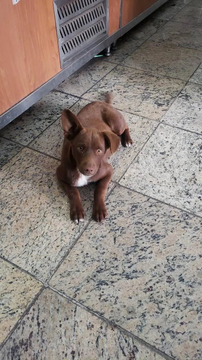 Cachorro raça Vira lata idade 2 a 6 meses nome Bil