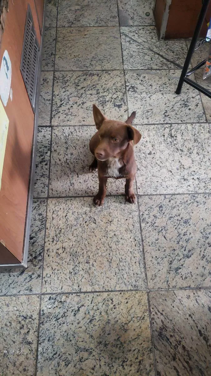 Cachorro raça Vira lata idade 2 a 6 meses nome Bil