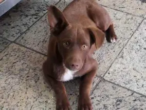 Cachorro raça Vira lata idade 2 a 6 meses nome Bil