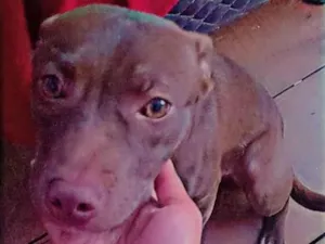 Cachorro raça Pitbull misturado  idade 7 a 11 meses nome Princesa 