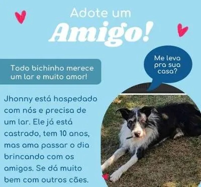 Cachorro ra a sem raça  idade 6 ou mais anos nome Johnny 