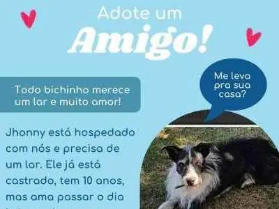 Cachorro ra a sem raça  idade 6 ou mais anos nome Johnny 