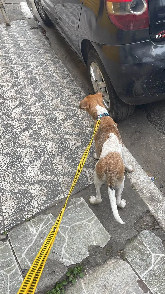 Cachorro ra a Misturado  idade 2 a 6 meses nome Saveiro 