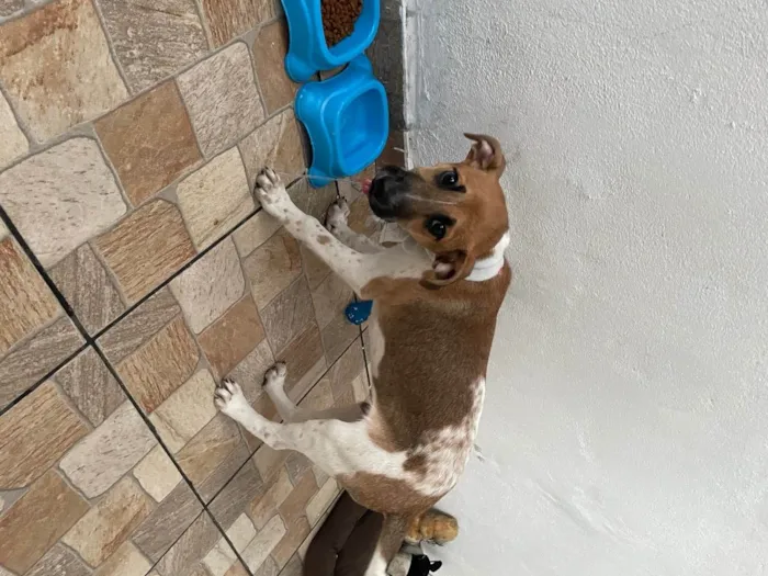 Cachorro ra a Misturado  idade 2 a 6 meses nome Saveiro 