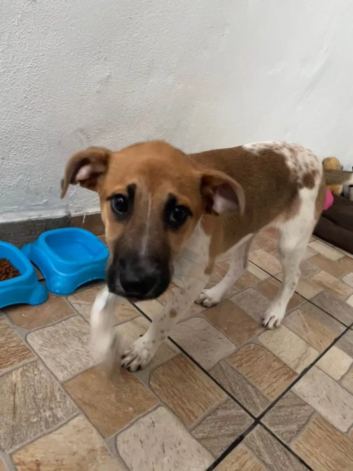 Cachorro ra a Misturado  idade 2 a 6 meses nome Saveiro 