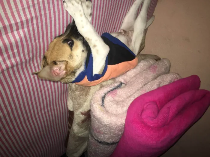 Cachorro ra a Misturado  idade 2 a 6 meses nome Saveiro 