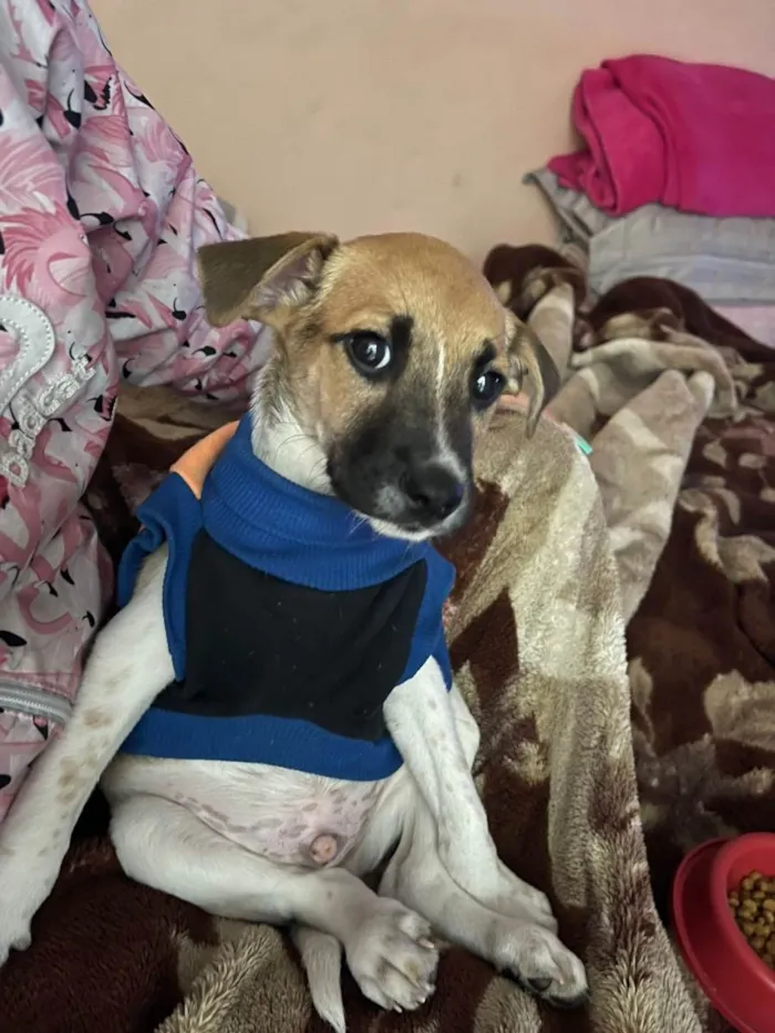 Cachorro ra a Misturado  idade 2 a 6 meses nome Saveiro 