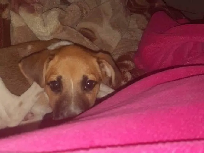 Cachorro ra a Misturado  idade 2 a 6 meses nome Saveiro 