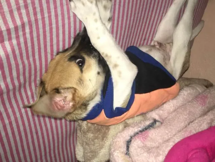 Cachorro ra a Misturado  idade 2 a 6 meses nome Saveiro 