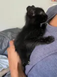 Gato