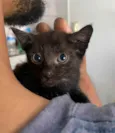 Gato