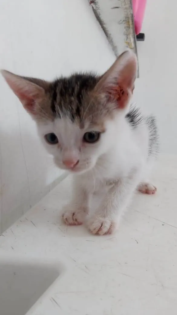 Gato ra a Mãe siamês  idade Abaixo de 2 meses nome Sem nome