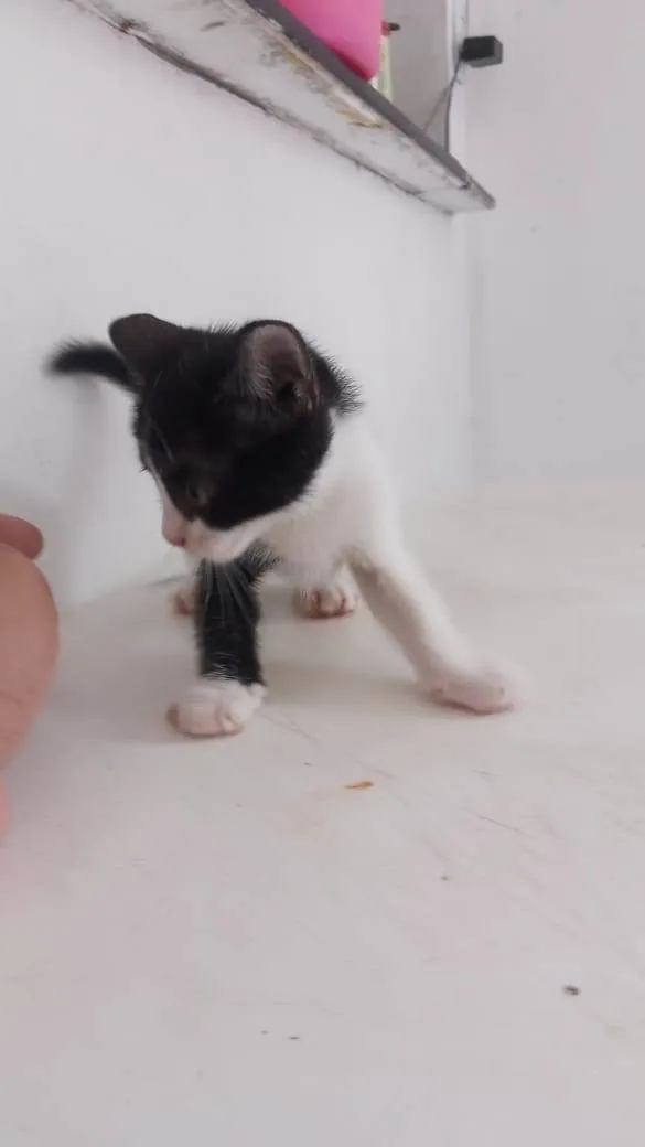 Gato ra a Mãe siamês  idade Abaixo de 2 meses nome Sem nome