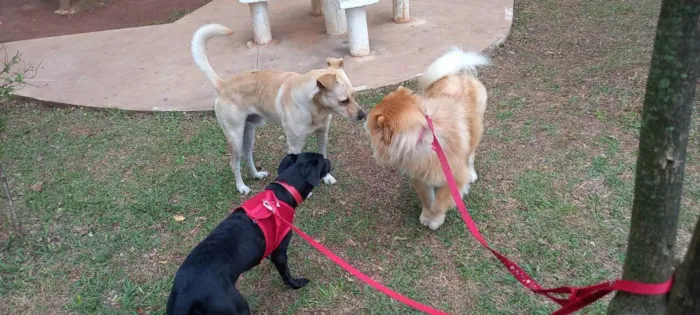 Cachorro ra a Chow chow  idade 2 anos nome Kiara