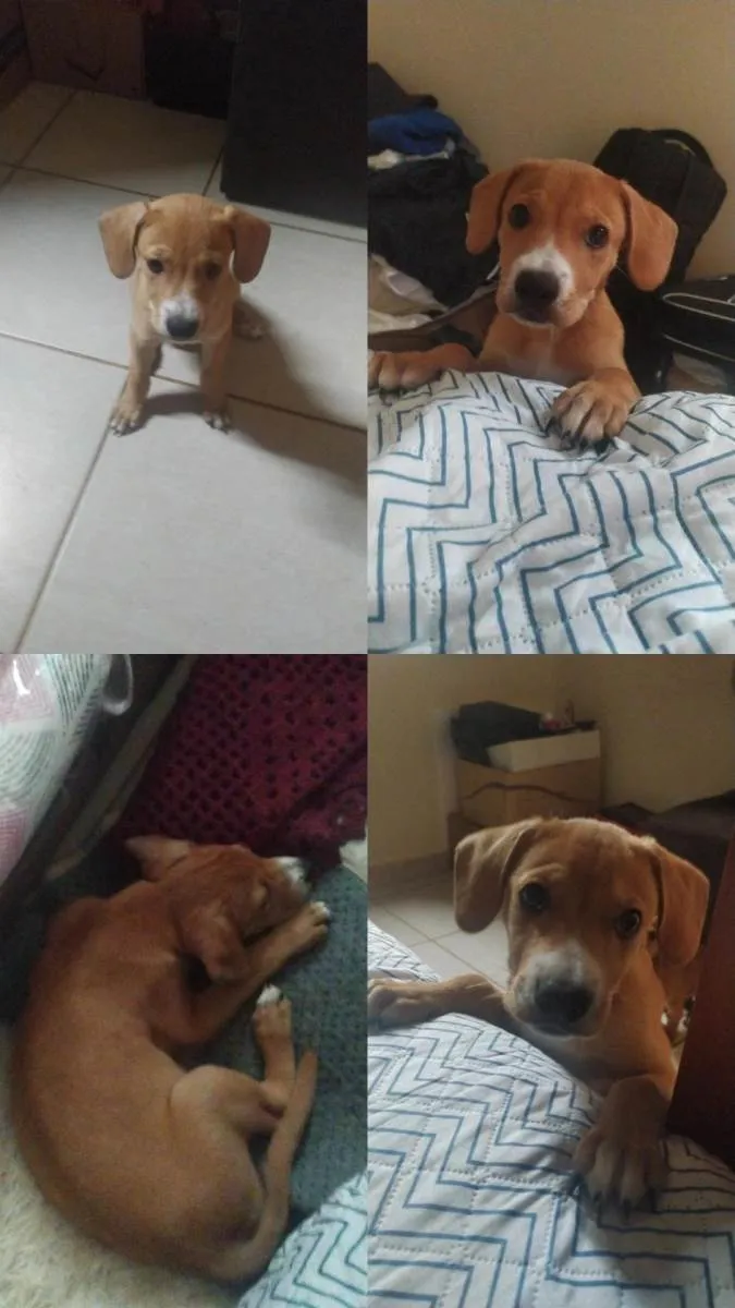 Cachorro ra a Labrador  idade 2 a 6 meses nome Bob