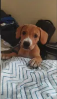 Bob