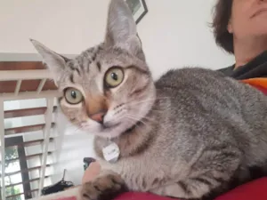 Gato raça SRD idade 2 a 6 meses nome Bella