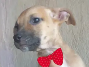 Cachorro raça Mestiça  idade 2 a 6 meses nome Cristal 