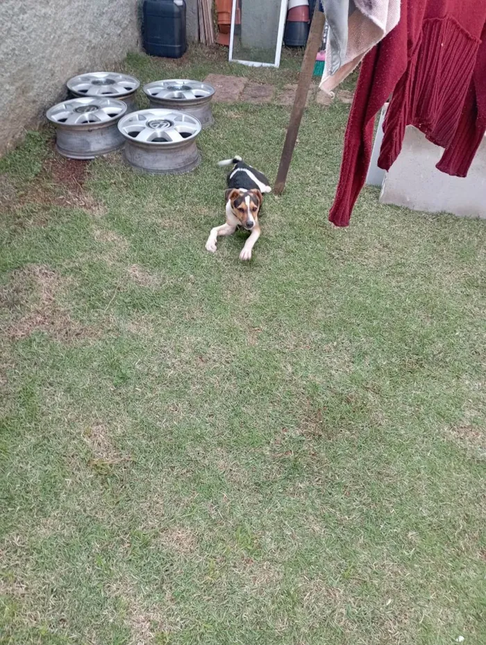 Cachorro ra a Vira lata idade 2 a 6 meses nome Rex