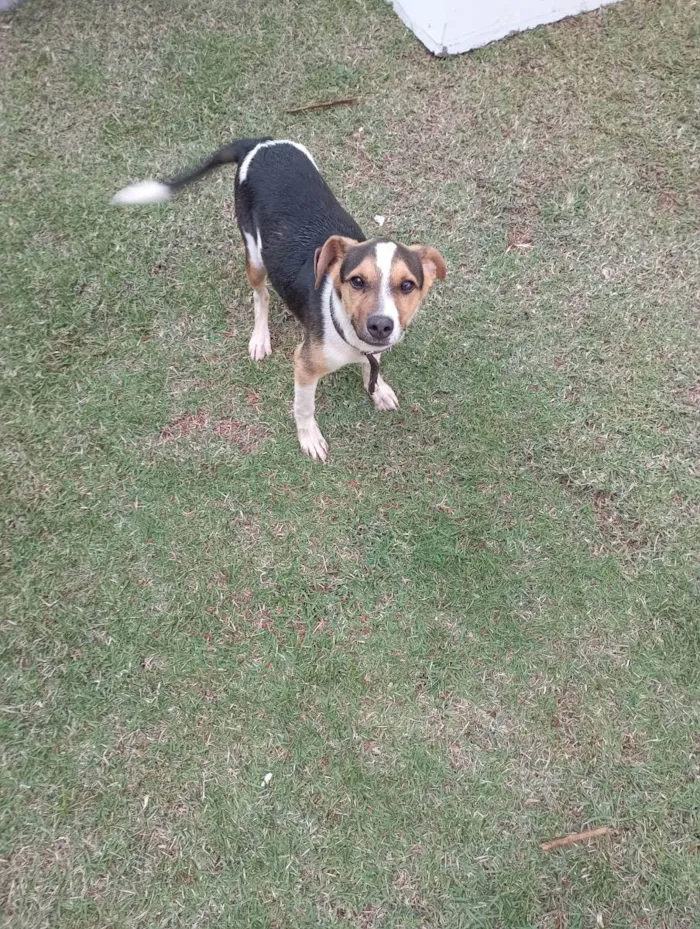 Cachorro ra a Vira lata idade 2 a 6 meses nome Rex