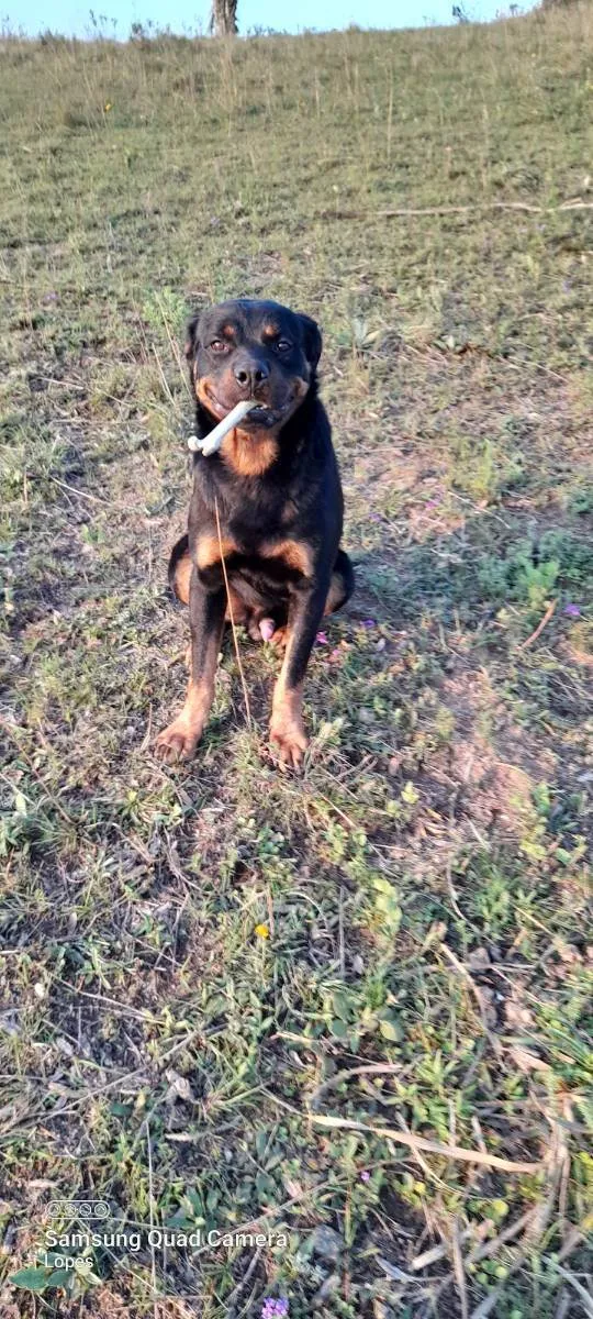 Cachorro ra a Rottiwailer  idade 2 anos nome Thor