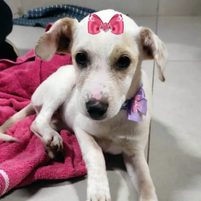 Cachorro ra a Mestiça  idade 2 a 6 meses nome Luna 