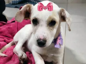 Cachorro raça Mestiça  idade 2 a 6 meses nome Luna 