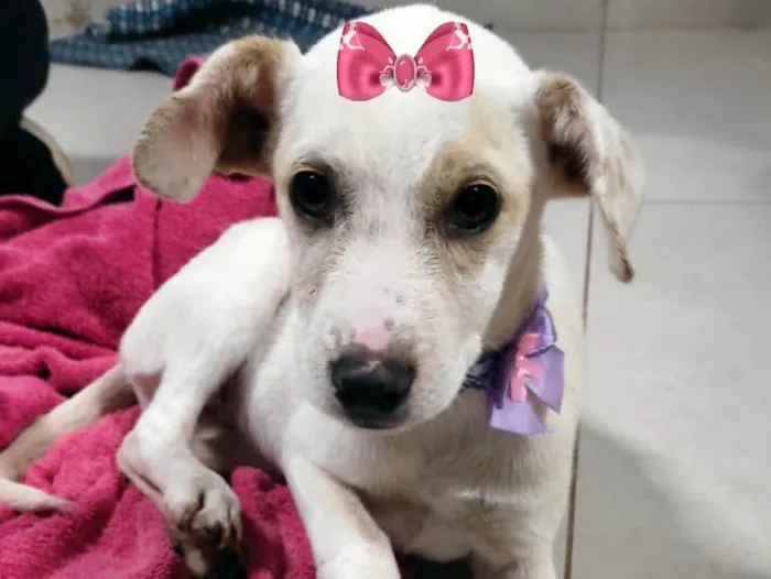 Cachorro ra a Mestiça  idade 2 a 6 meses nome Luna 